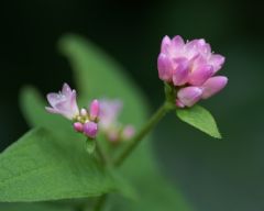 Tapeta Nature Flowers 231.jpg